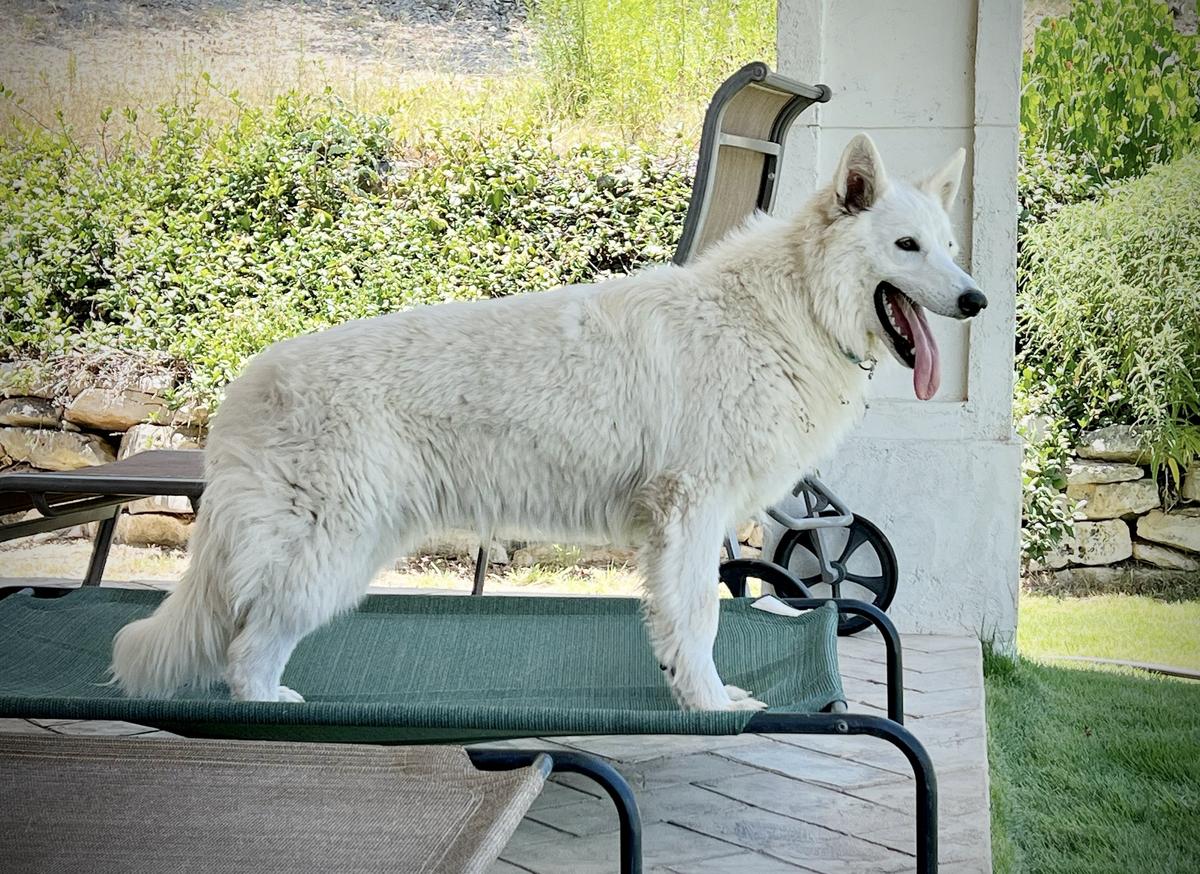 White Dream Team Electric Dream Paulina