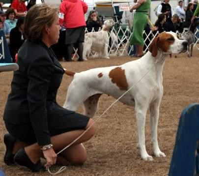 GCHB CH SOLIVIA'S A WALK IN THE CLOUDS