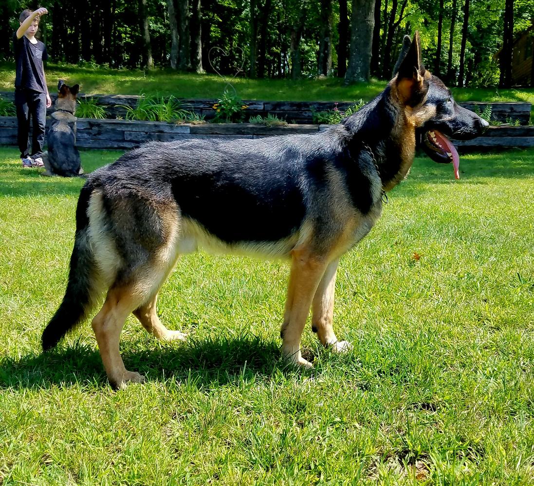 Serenity's Shadow Of A Hope