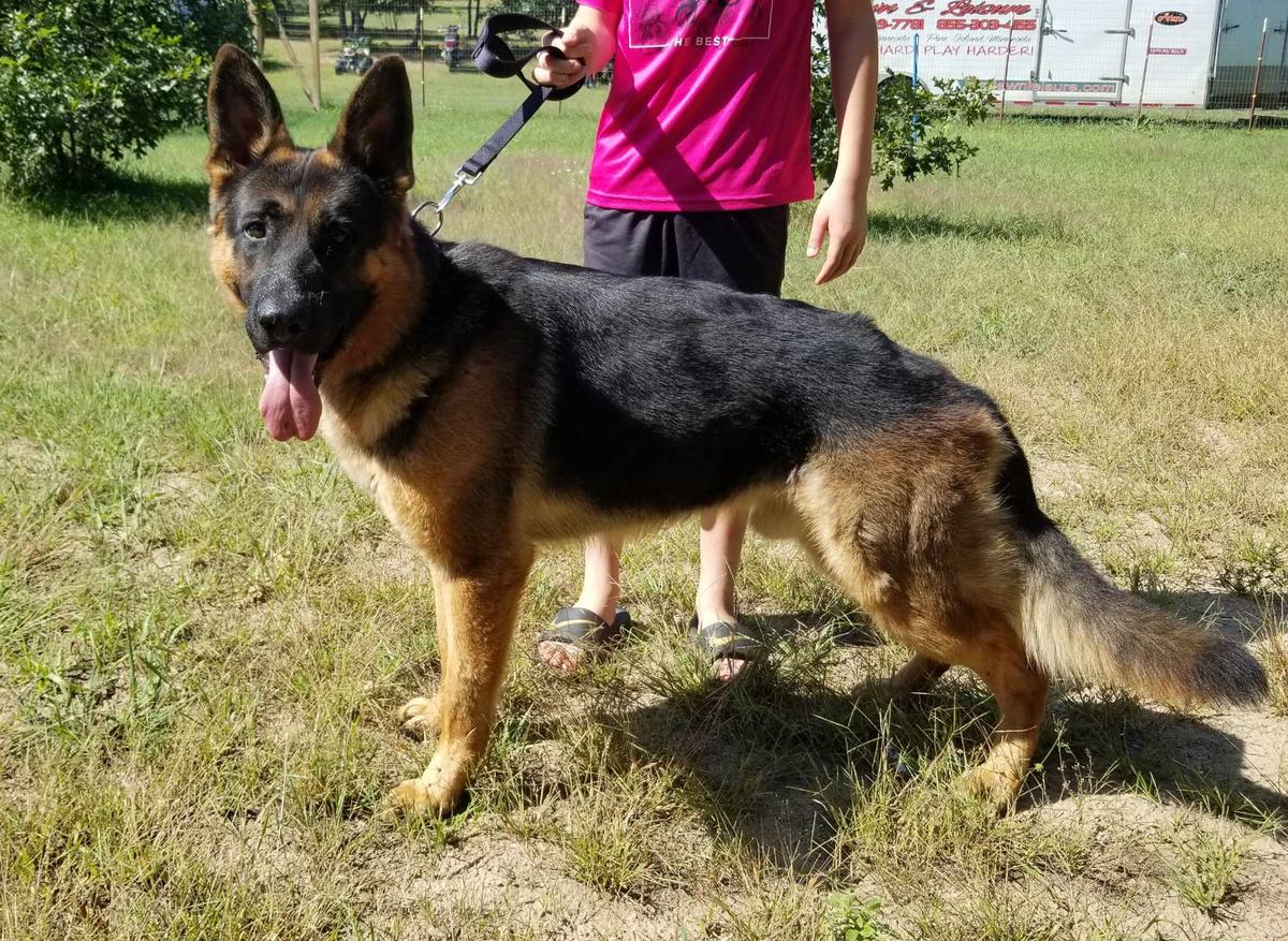 Hesse's Dozers Crush vom Ober