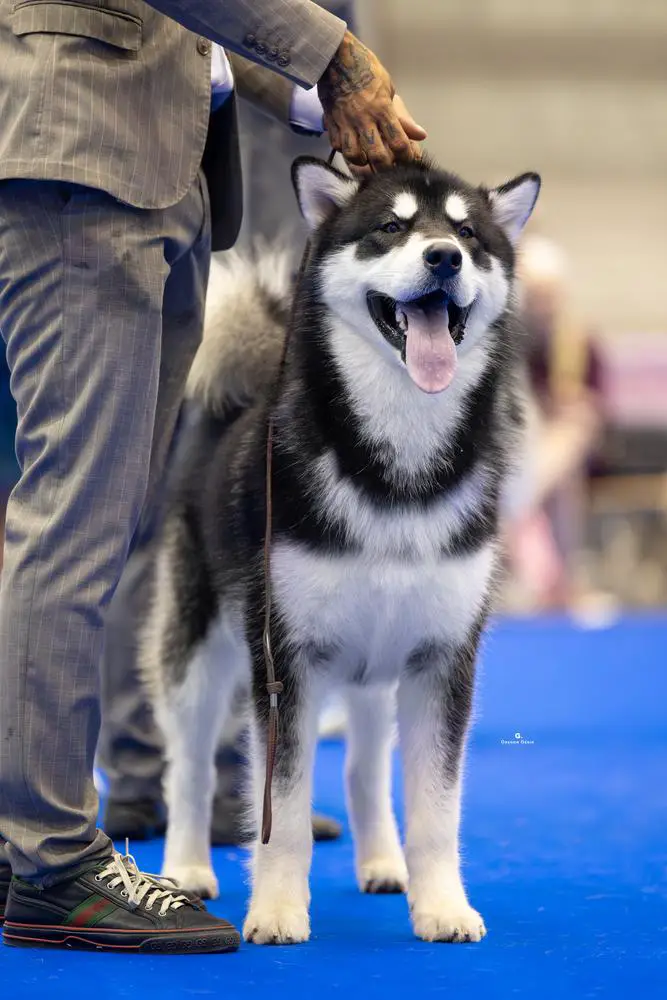 Multi Winner 3th World Dog Show 2023 Geneve Lueldar Thunder Di Lorenzo
