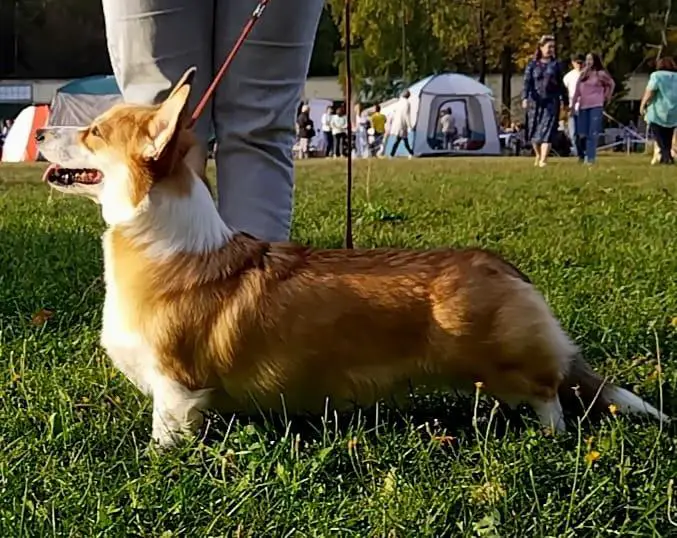 JCHRKF,JCHR HILDA RYZHAYA BESTIYA