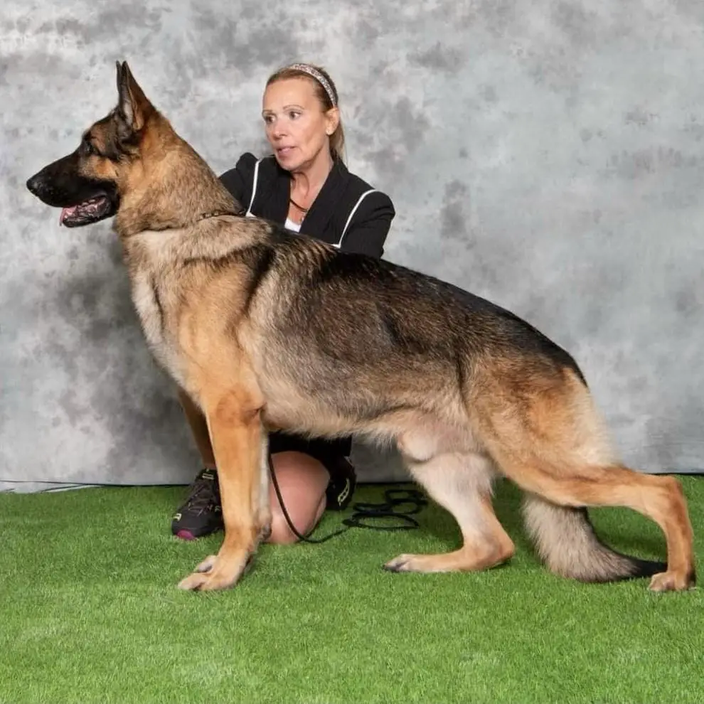 2x US SEL EX BISS Group Placing GCH CAN CH Osor Bow and Arrow of Imperial