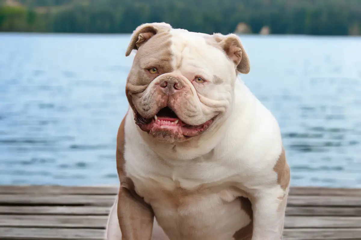 Snowy Mountain's Shoot Me Straight "Whiskey" of Strange's