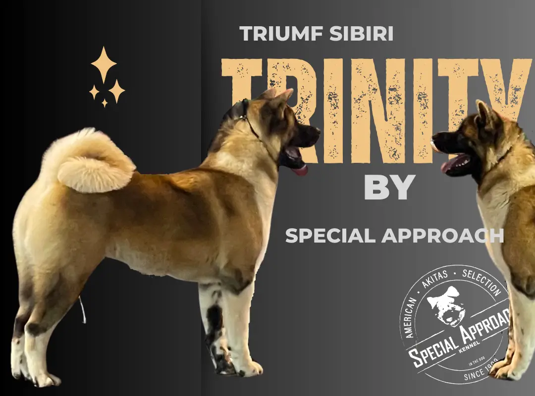 Triumf Sibiri Trinity