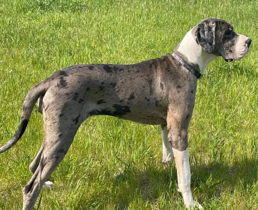 Rough Diamond's Hela Rain