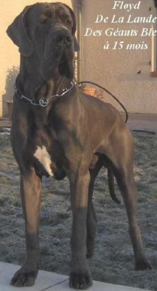 FLOYD DE LA LANDE DES GÉANTS BLEUS