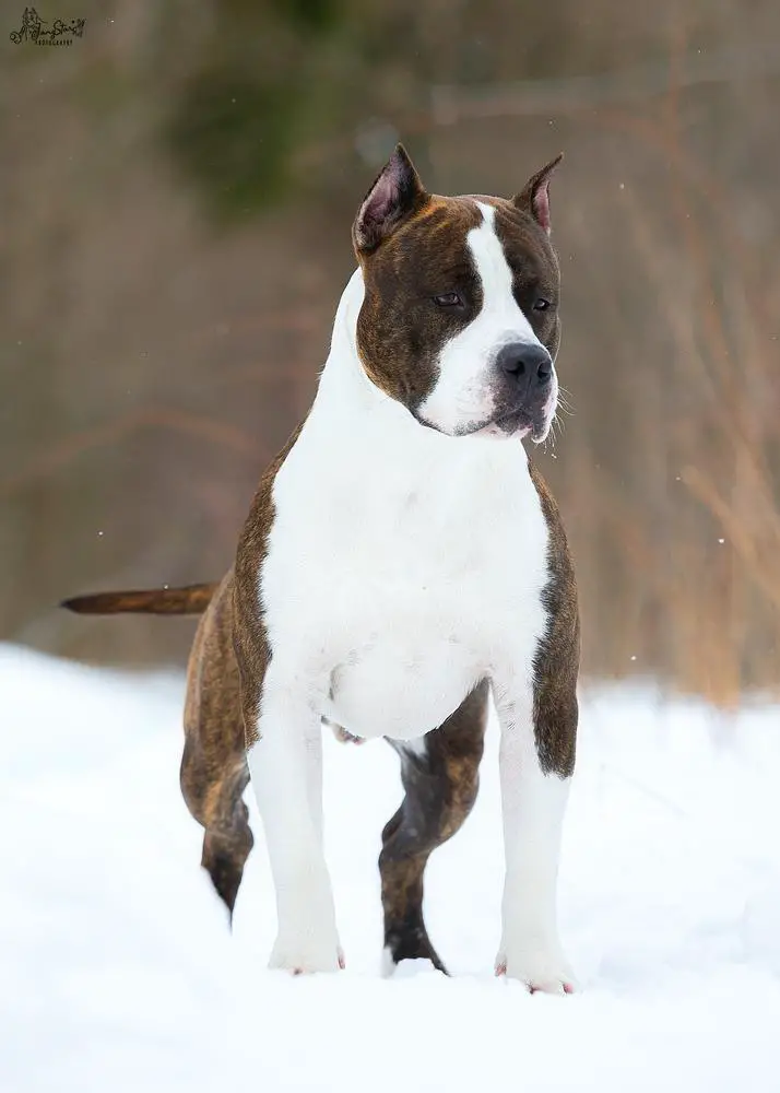 JCh Russia, Ch Russia, Ch Belarus Denvers Elite Yes I Can Fly