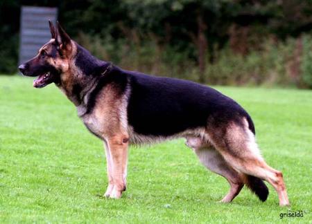 SG Janko von der Spree