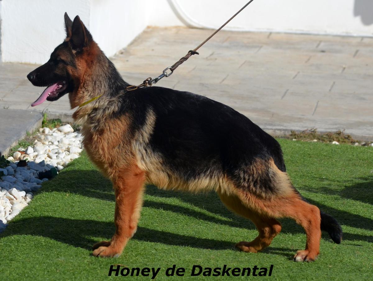 HONEY DE DASKENTAL