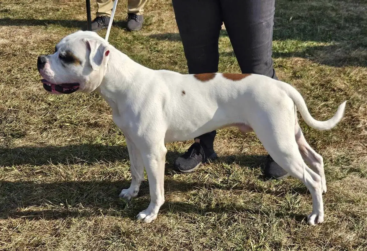 UKC & NKC Champion Chestnut’s Little Flying Arrow at Roper