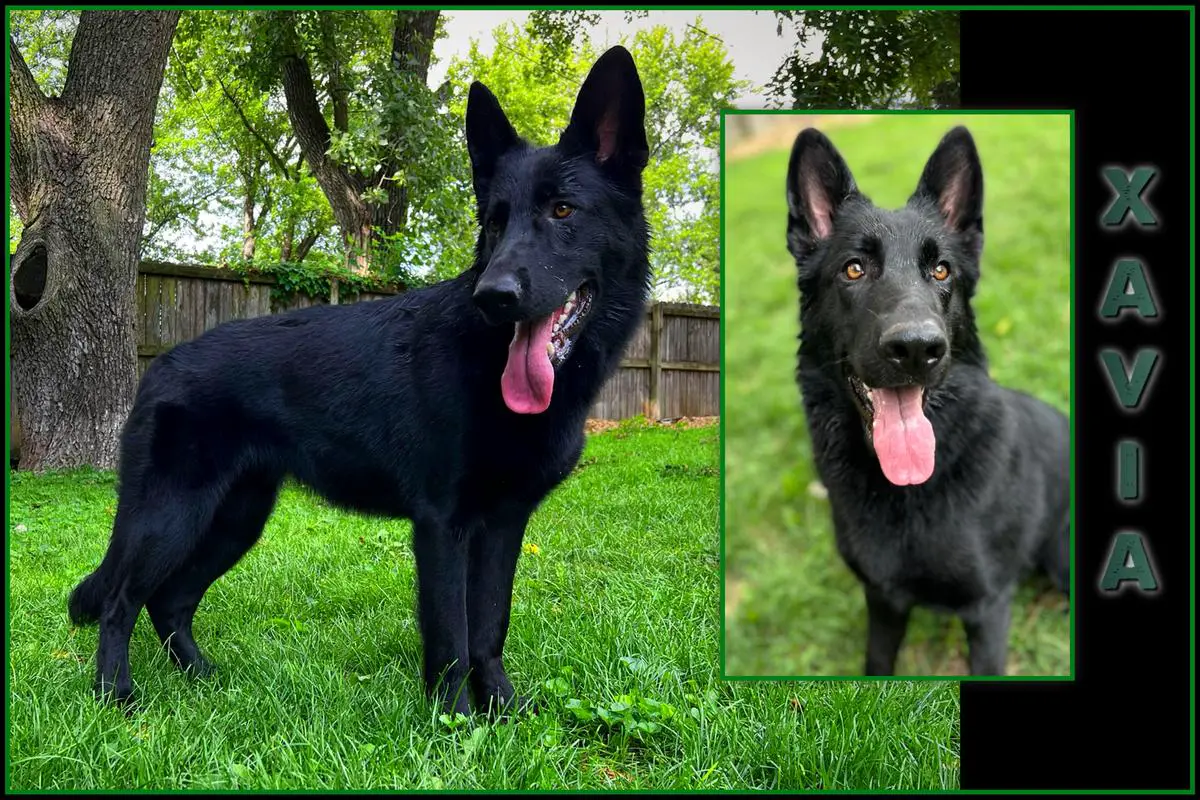 Desert Rose Dreams Xavia vom Fortibus