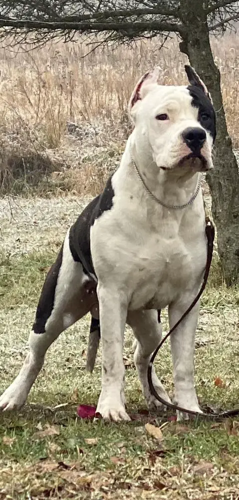 Gunsmokes Captain Jack Sparrow