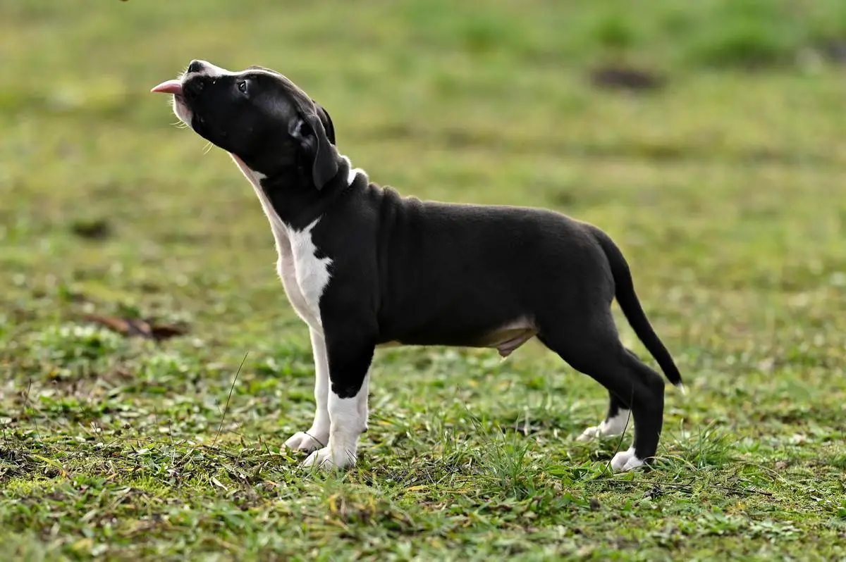 CP LEGENDARY BLACK AMERSTAFF Semper Invicta