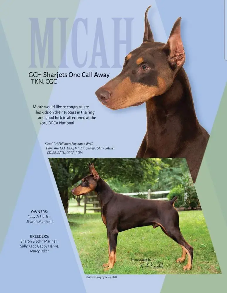 GCh Sharjets One Call Away