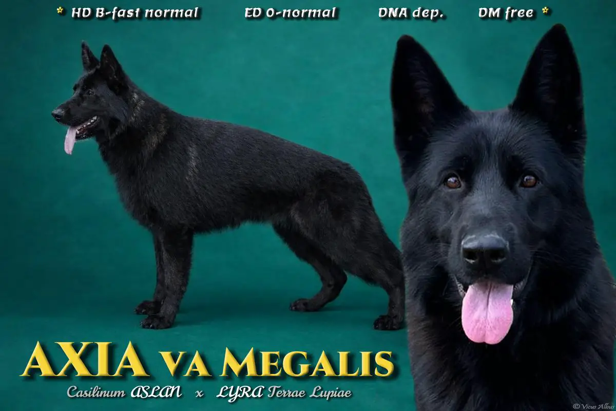 SG Axia VA Megalis