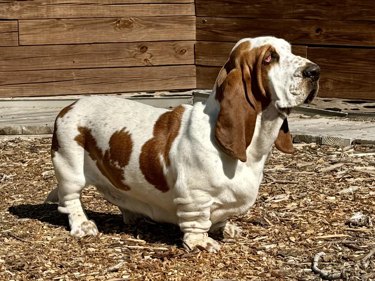 Christensen's Stunning Stefania