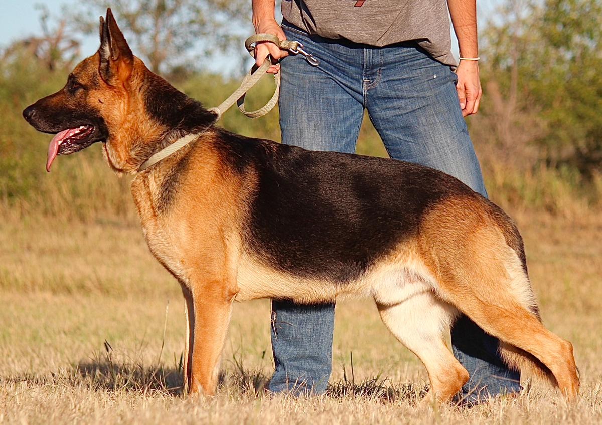 Ares Von Barron