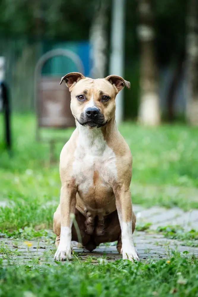 VELIKIY DAR SNEGOV NESRAVNENNAYA LUNA