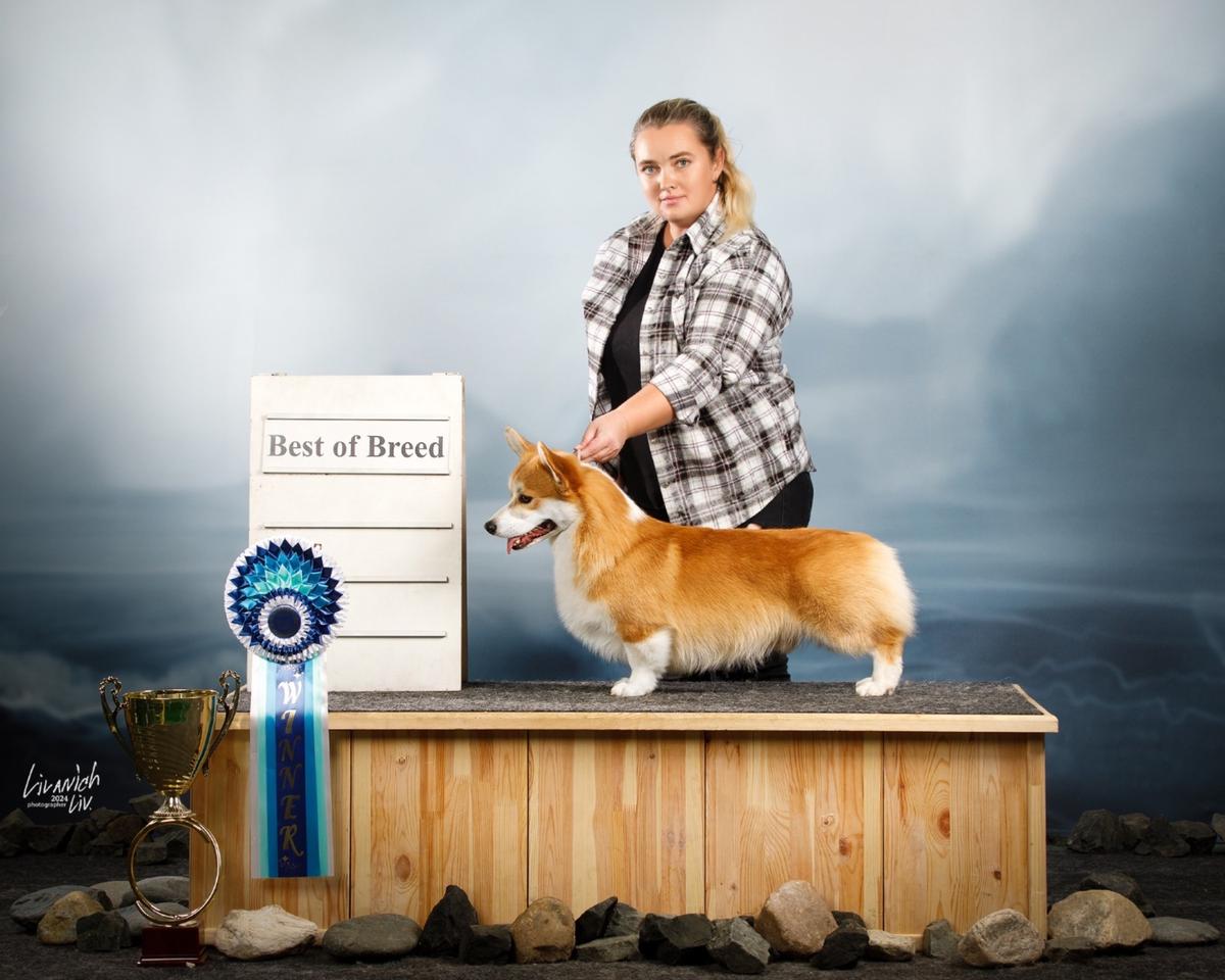 JCH CLUB,RKF, JGCH RUS, CH RUS,RKF,CLUB, GCH Alenclaud Fortunato