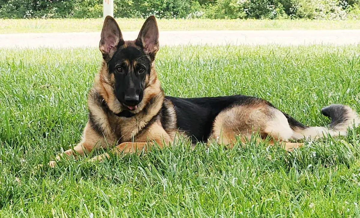 Volks Losi Von Becker Ranch