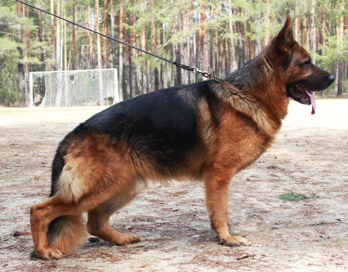 Rubio vom Grafenbrunn