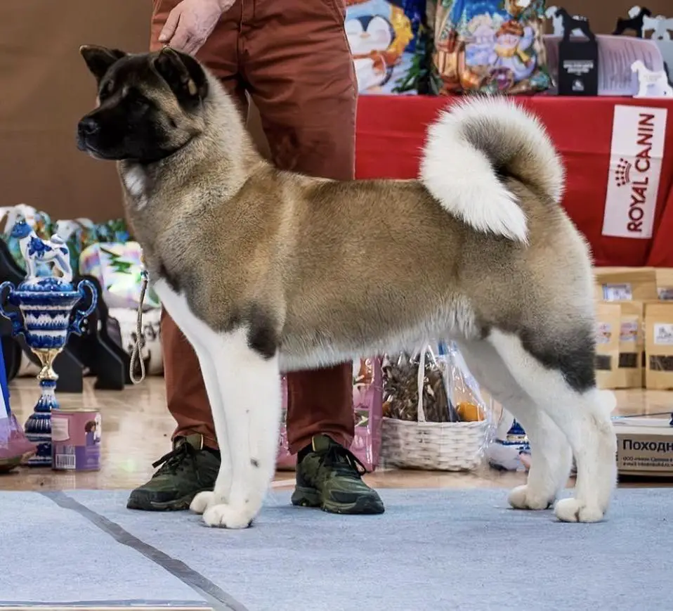 JCH RUS, JCH RKF, JCH CLUB RUS Valgrand Victory Rainbow