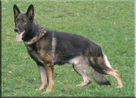 V Vamp von der Sandkautschneise