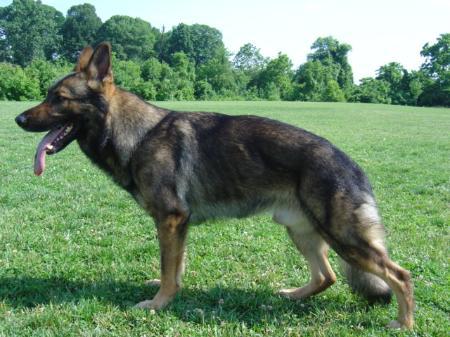 G Maximus von den wilden Rabbits