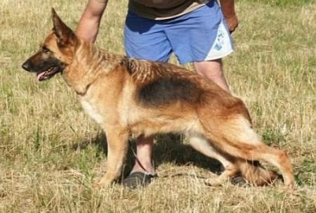 Hester vom Finkenschlag