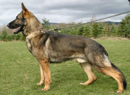 G Igor vom Lachtewasser