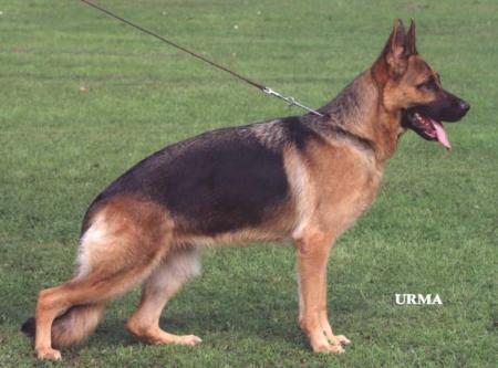 V Denni von der Freiheit Westerholt