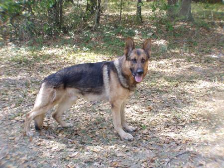 V Moris vom Schloß-Richthof