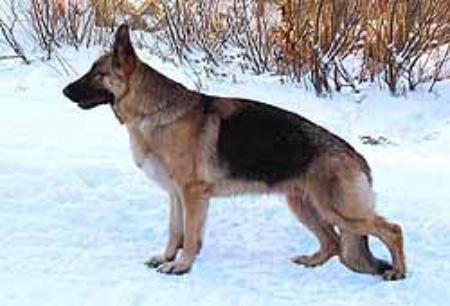 Obelina von der Kahler Heide