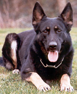 Hilti vom Struwwelpeter