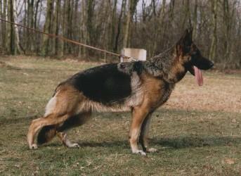 V Nicky von der Lentfert Hoeve