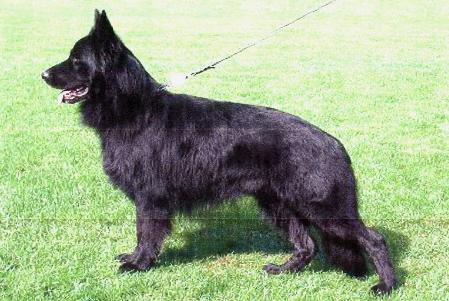 Vasco vom Revolutionsküppel