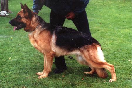Kimba von der Waterkant