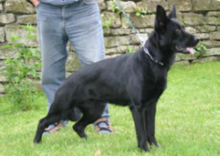 SG Cleo vom Gräfental