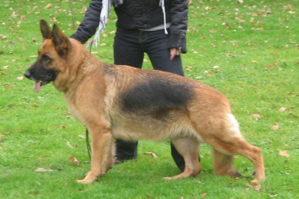 Nina vom Westickerfeld