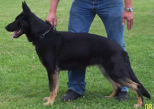 SG Cecca vom Geestland