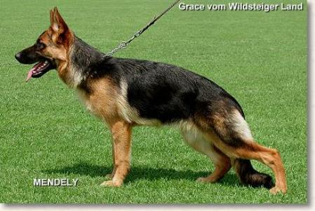 VV1 Grace vom Wildsteiger Land
