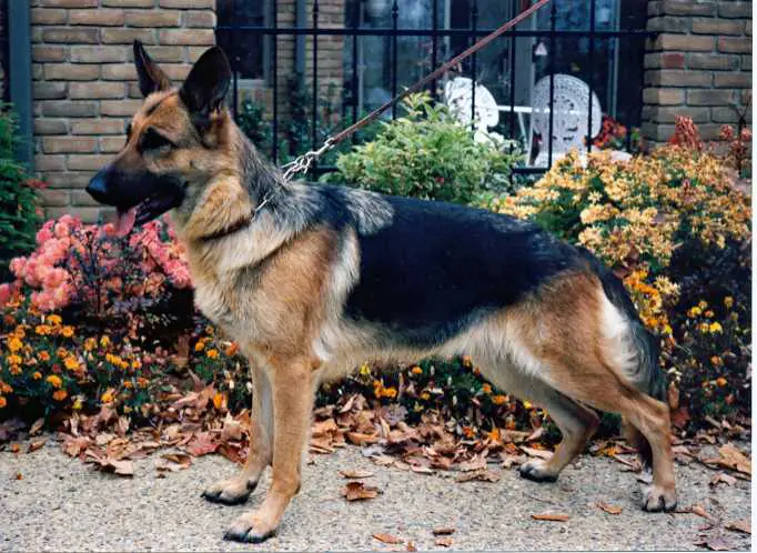 Gyttja vom Steffen Haus