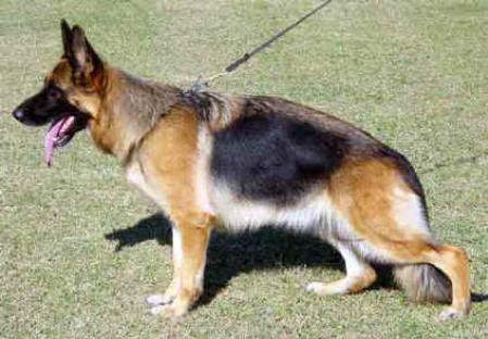 SG41 BSZS JHKH 2003 Lady dei Profeti