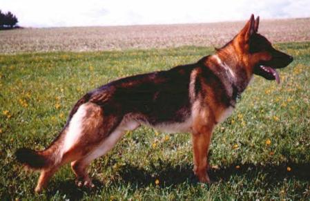 Asko vom Belgeraner Land