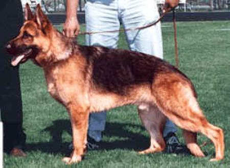 V Marko von Stevenhaus