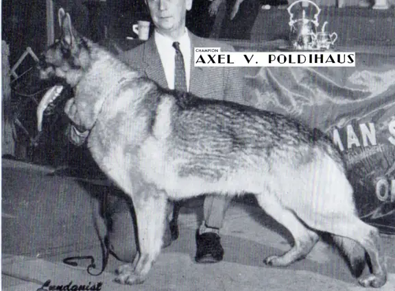 1960 GV CH (US) Axel vom Poldihaus