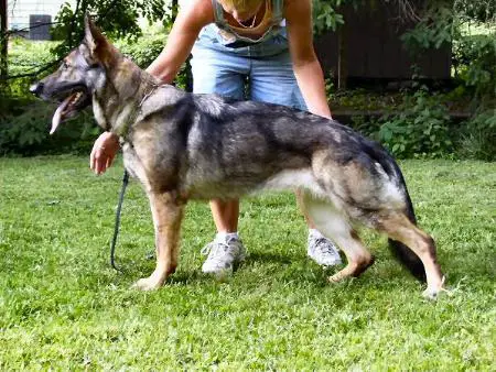 SG Hannalisese vom Dreieck