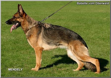 V (BSZS) Babette vom Oberwald
