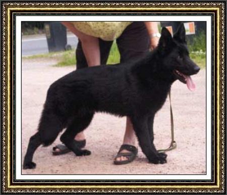 Chanell vom Schaferlisel